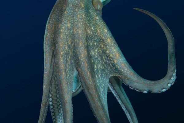 Найдется все kraken 2krn cc